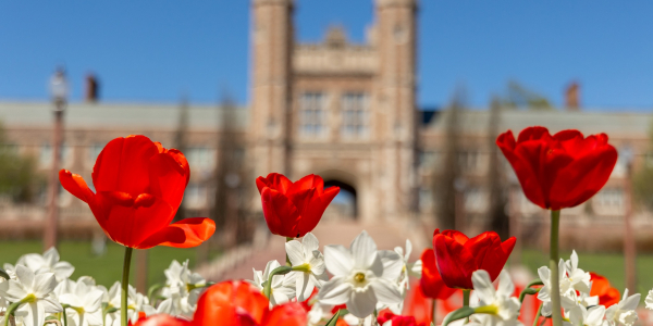 red tulips blooming with brookings hall in the background