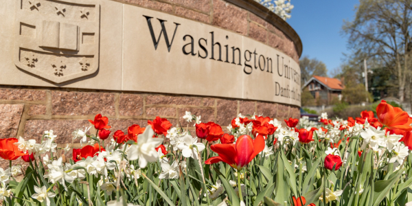 WashU campus sign with tulips blooming in front