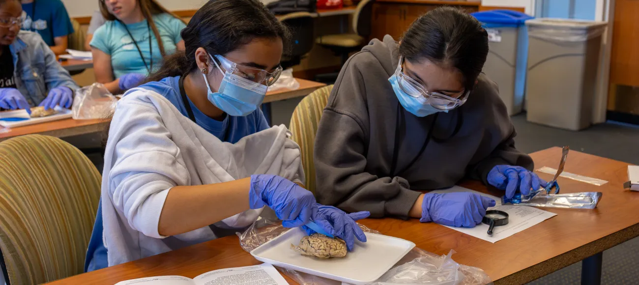 "students doing brain dissection"