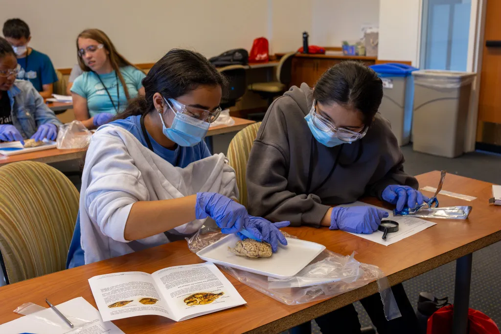 "students doing brain dissection"