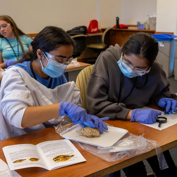 "students doing brain dissection"