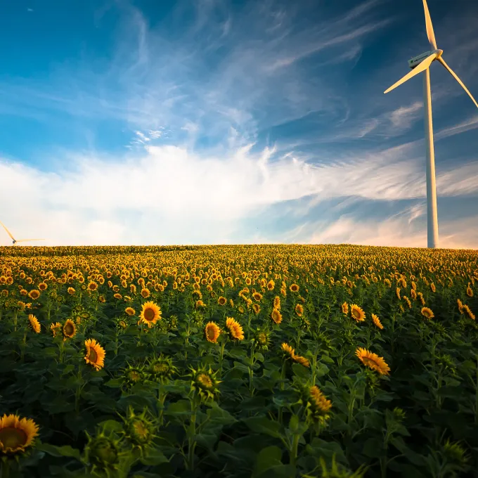 field of sunflowers